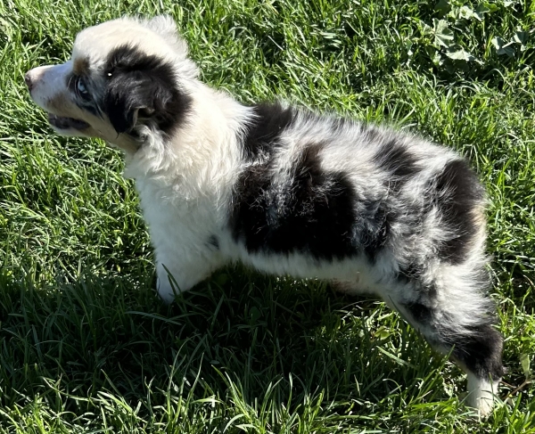 9 weeks old