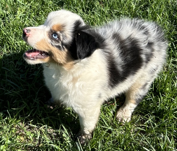 9 weeks old
