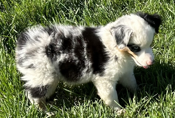9 weeks old