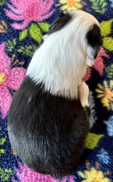 3 weeks old