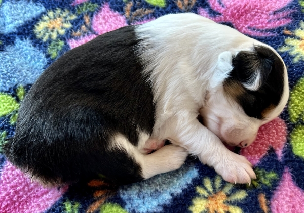 3 weeks old