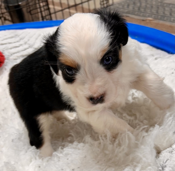 5 weeks old
