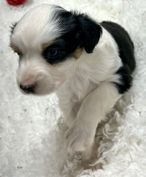 5 weeks old