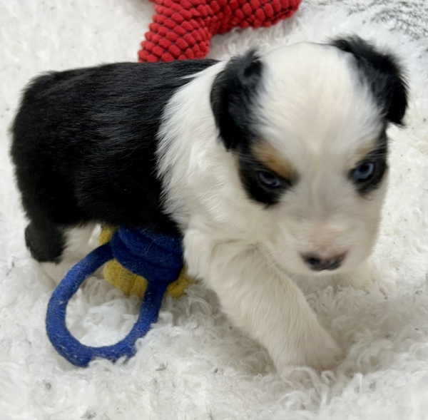 5 weeks old