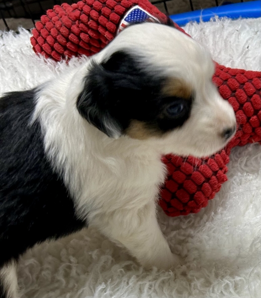 5 weeks old