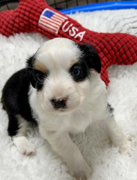 5 weeks old