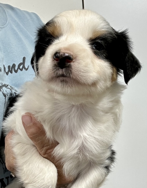 5 weeks old