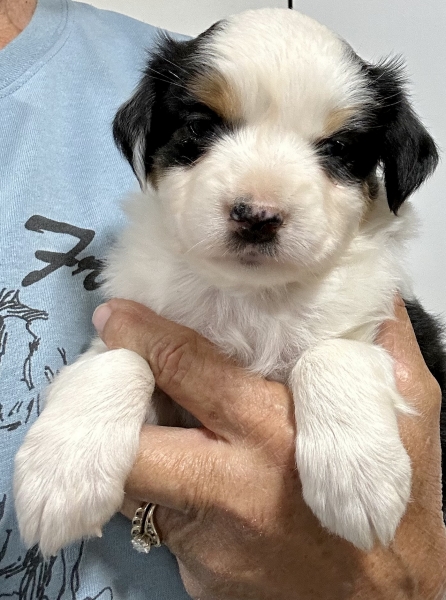 5 weeks old