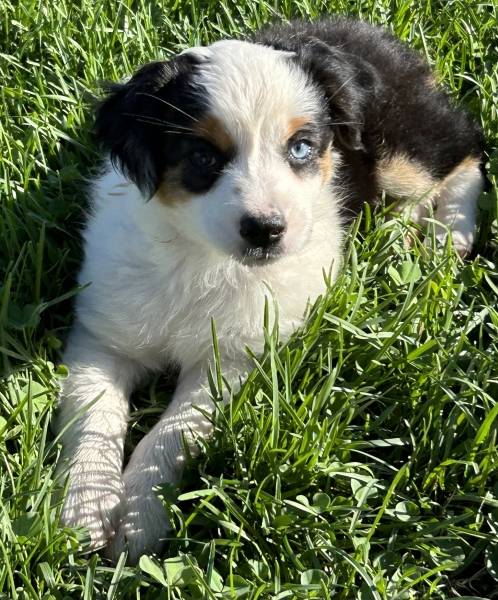 9 weeks old