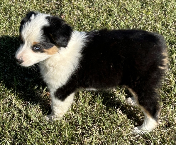 9 weeks old
