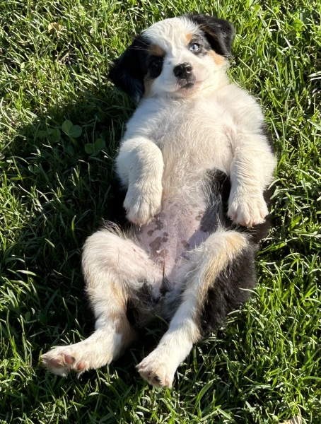 9 weeks old