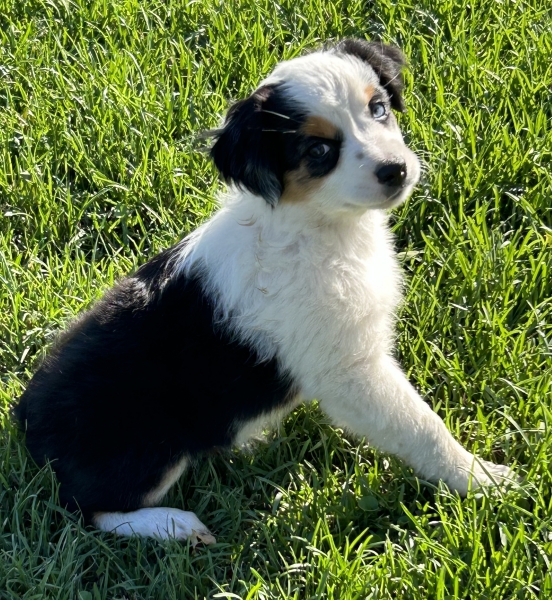 9 weeks old