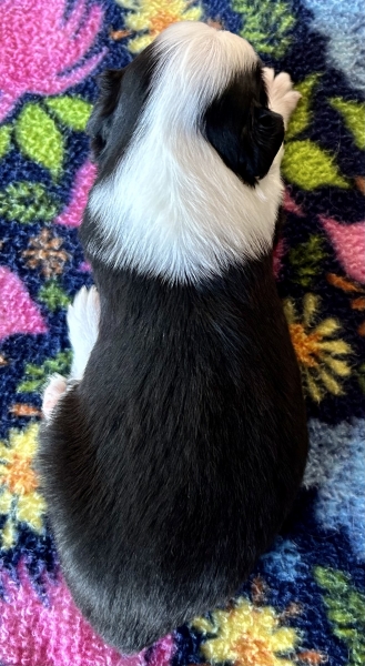 3 weeks old