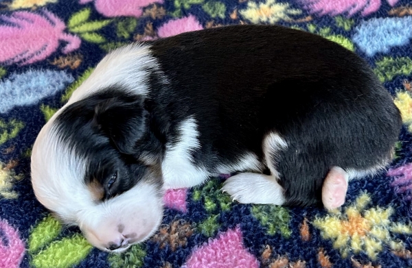 3 weeks old