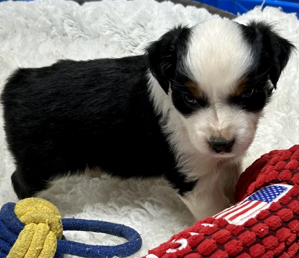 5 weeks old