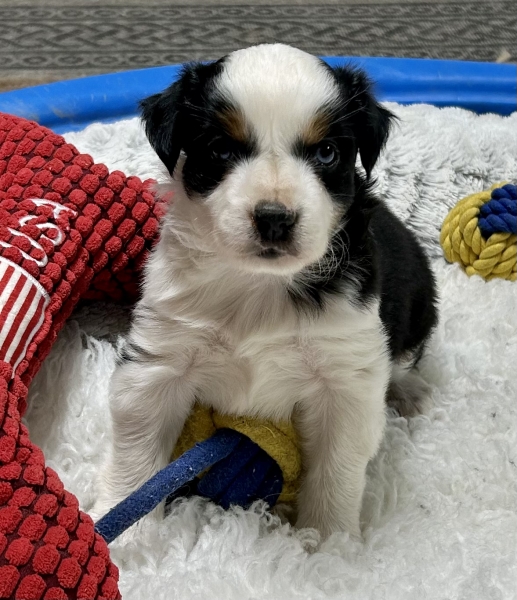 5 weeks old