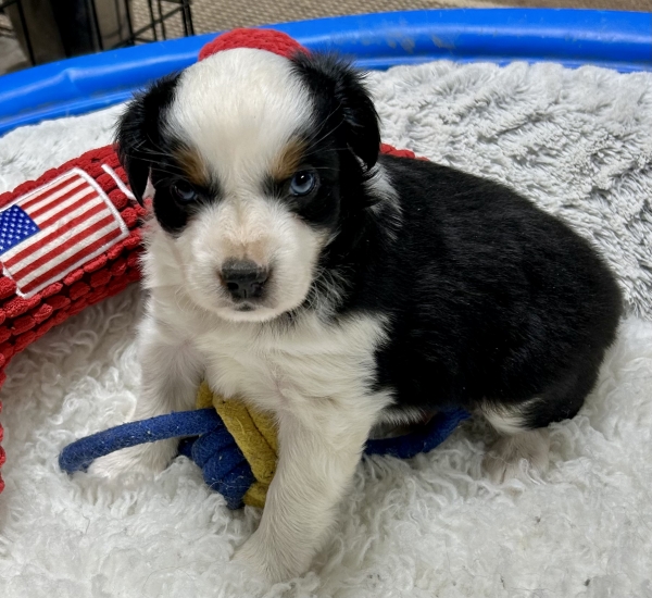 5 weeks old