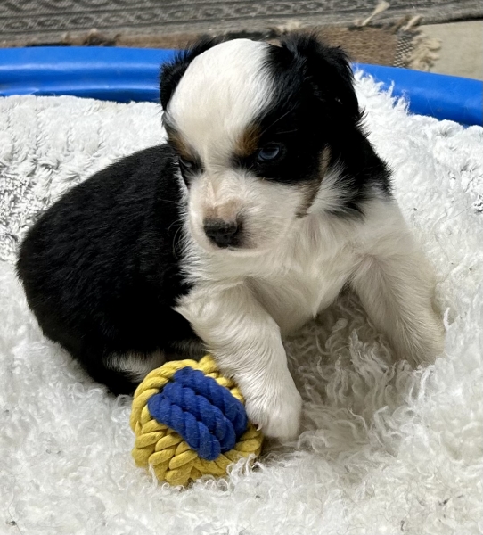 5 weeks old