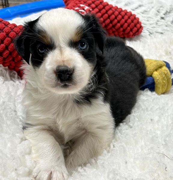 5 weeks old