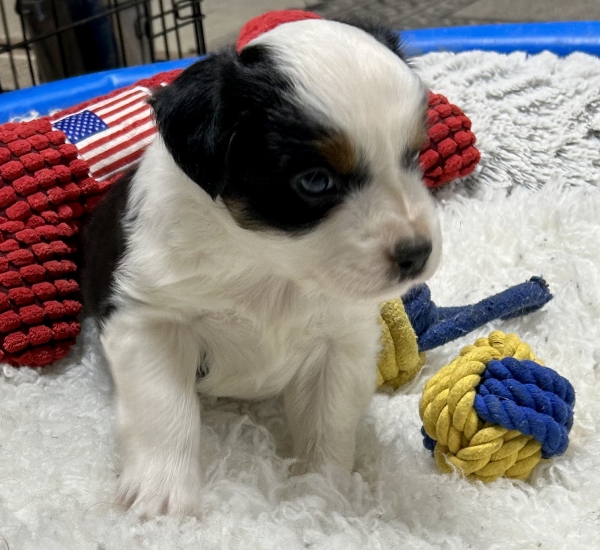 5 weeks old
