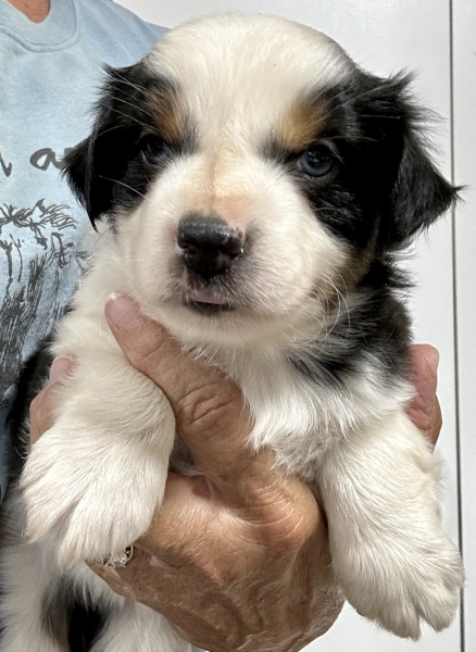 5 weeks old