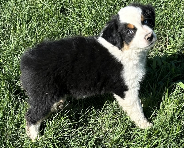 9 weeks old