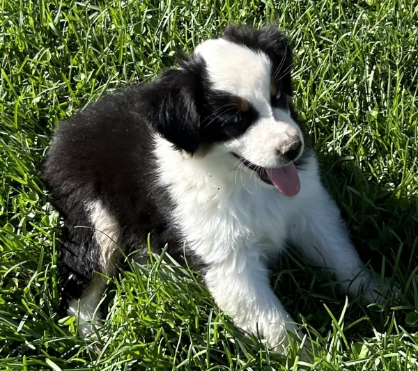9 weeks old