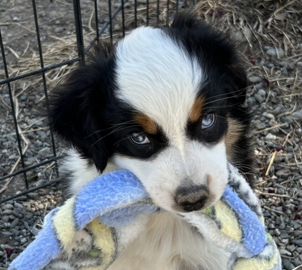 9 weeks old