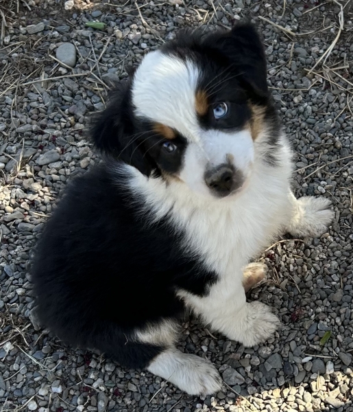 9 weeks old