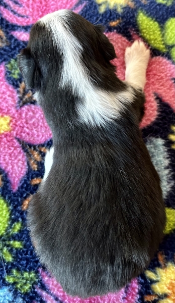 3 weeks old