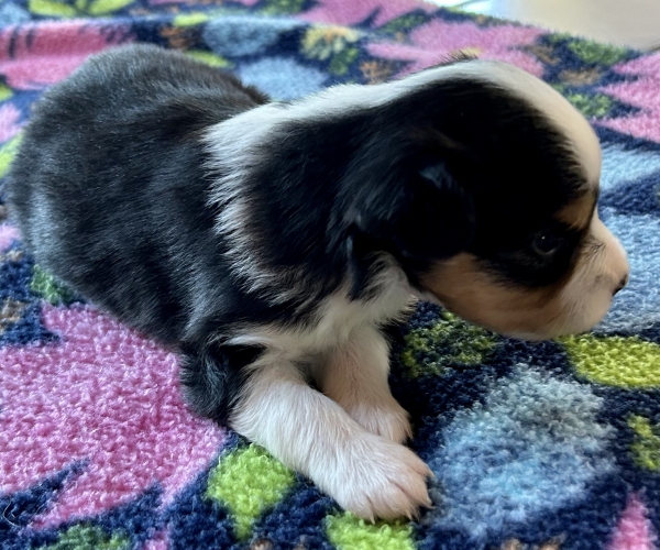 3 weeks old