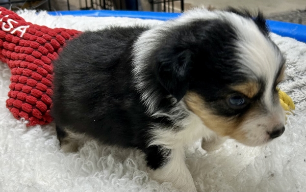 5 weeks old