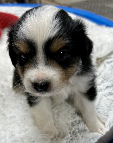 5 weeks old