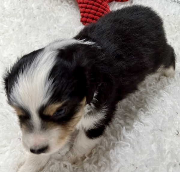 5 weeks old