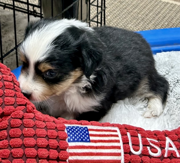 5 weeks old