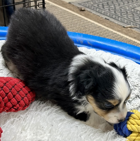 5 weeks old