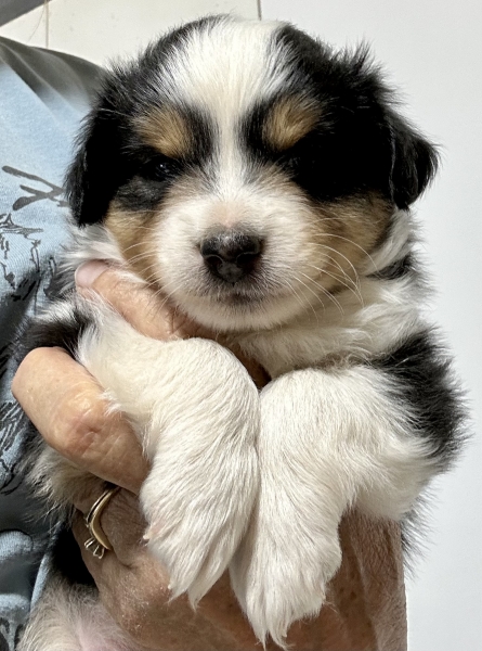 5 weeks old