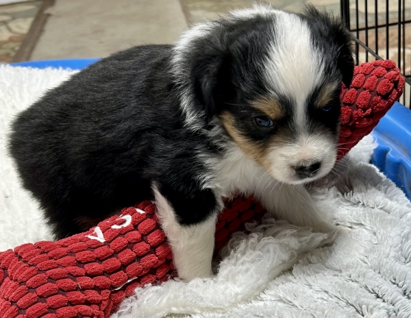5 weeks old