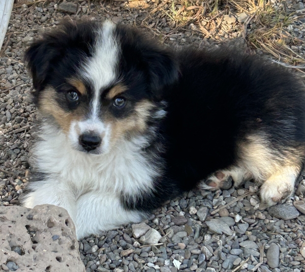 9 weeks old