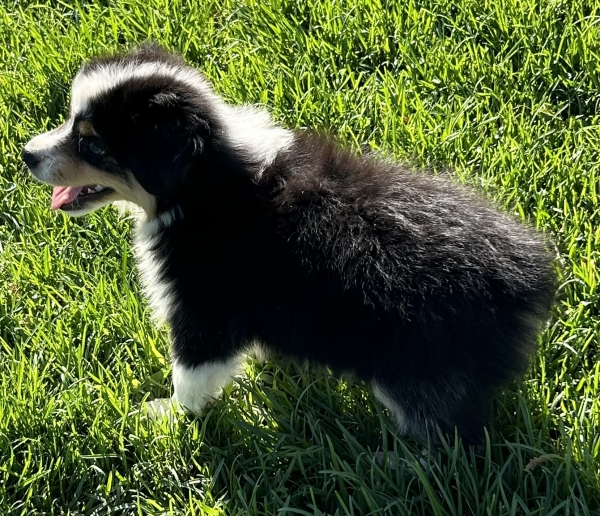 9 weeks old