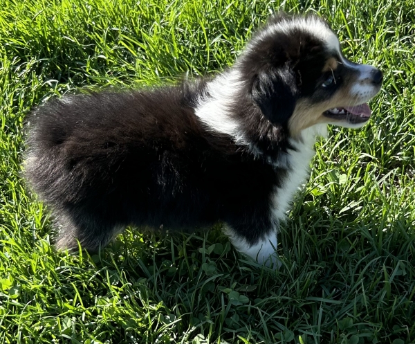 9 weeks old