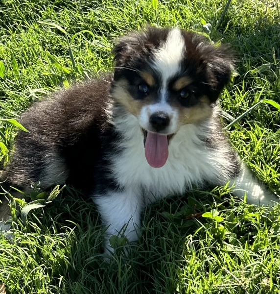 9 weeks old