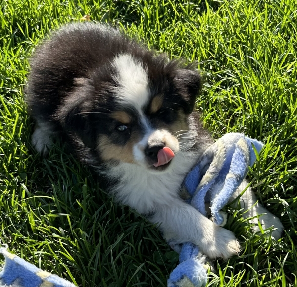 9 weeks old
