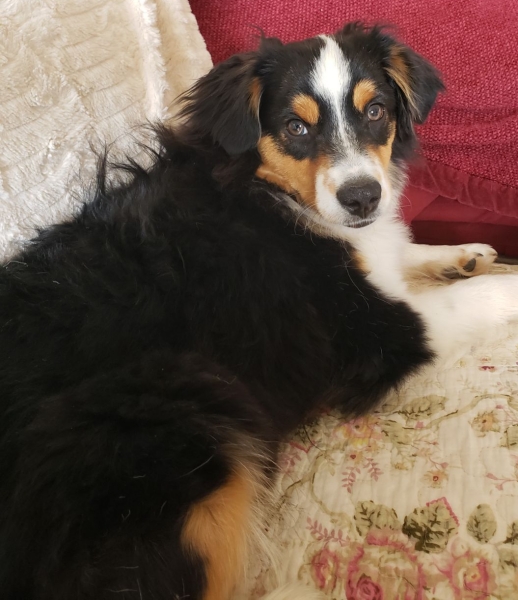 Toby
