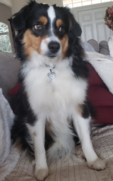 Toby