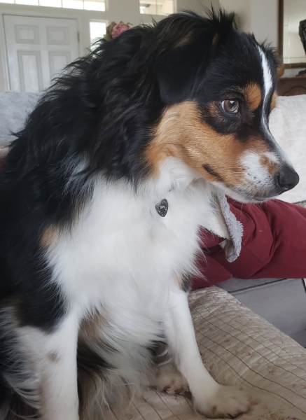 Toby