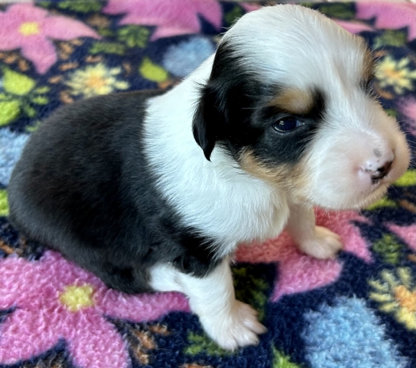 3 weeks old