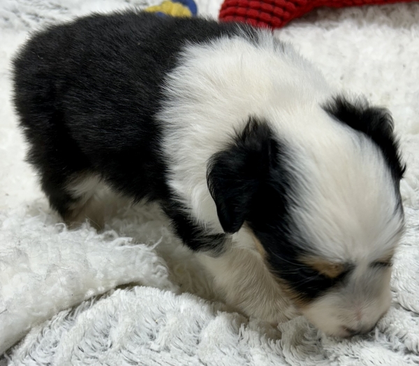 5 weeks old