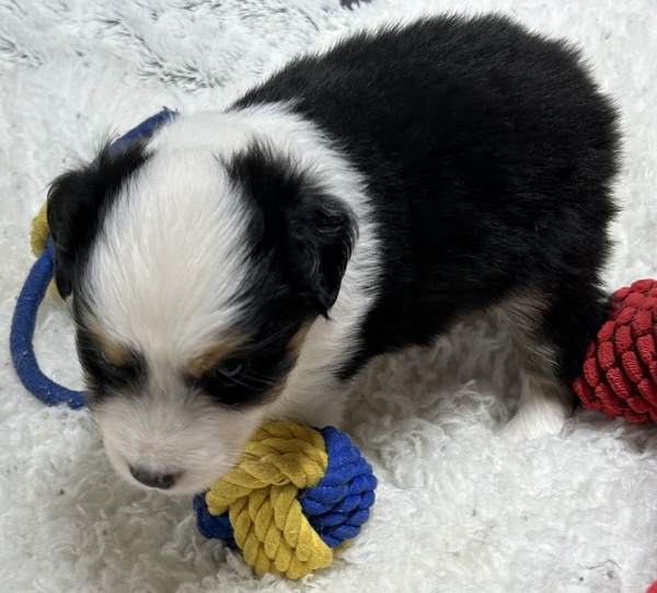 5 weeks old