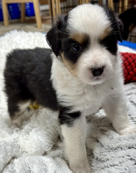 5 weeks old